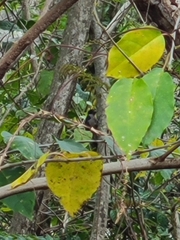 Melanerpes portoricensis