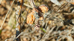 Cylindropuntia leptocaulis