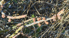 Cylindropuntia leptocaulis