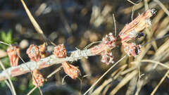 Cylindropuntia leptocaulis