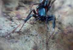 Ianduba