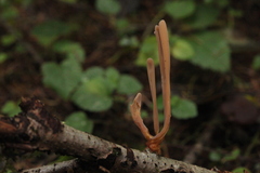 Macrotyphula contorta