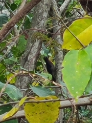 Melanerpes portoricensis