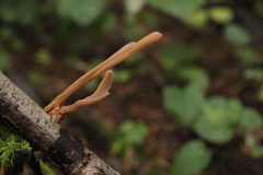 Macrotyphula contorta