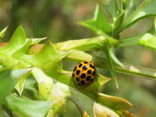 Large spotted ladybird
