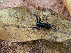 Ianduba