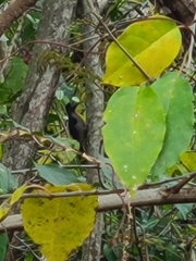 Melanerpes portoricensis