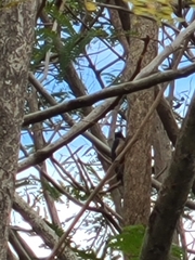 Melanerpes portoricensis