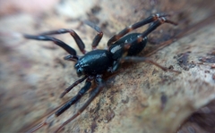 Ianduba