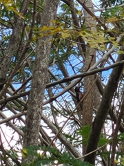 Melanerpes portoricensis