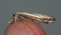 Platytes alpinella