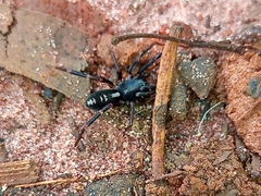 Ianduba
