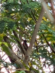 Melanerpes portoricensis