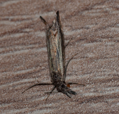 Platytes alpinella