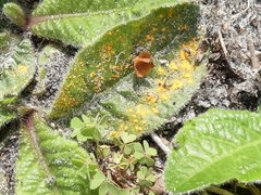 Coleosporium elephantopodis