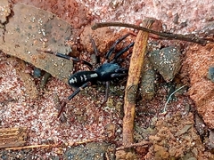 Ianduba