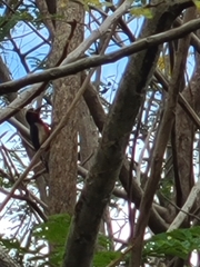 Melanerpes portoricensis