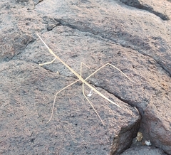 Schizocephala bicornis