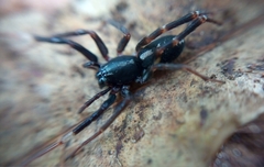 Ianduba