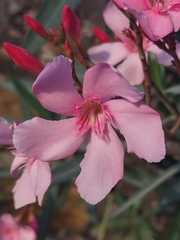 Nerium oleander