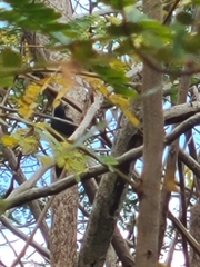 Melanerpes portoricensis