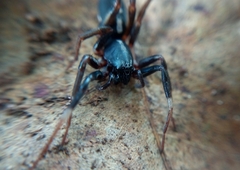 Ianduba