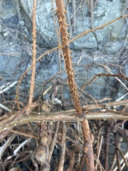 Rubus spectabilis