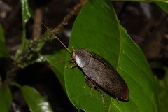 Nyctibora