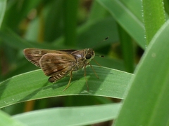 Nyctelius nyctelius