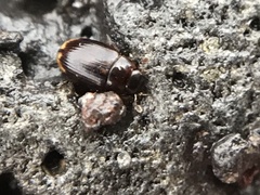 Cercyon littoralis