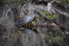 Pseudemys floridana