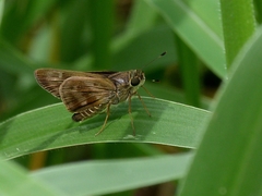 Nyctelius nyctelius