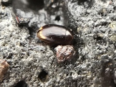 Cercyon littoralis