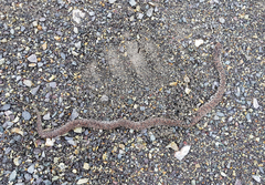 Gloydius ussuriensis