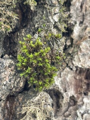 Lewinskya