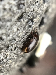 Cercyon littoralis