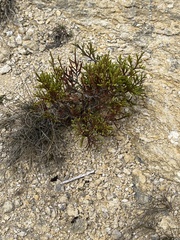 Tragia ramosa
