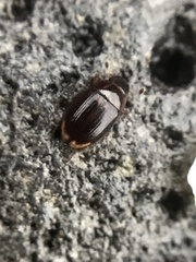 Cercyon littoralis