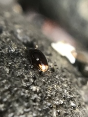 Cercyon littoralis