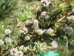 Leptospermum grandifolium