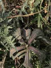 Euphorbia helioscopia