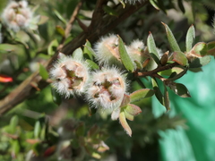 Leptospermum grandifolium