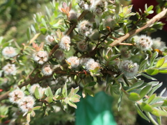 Leptospermum grandifolium
