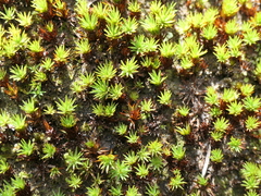 Dawsonia longiseta
