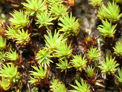 Dawsonia longiseta