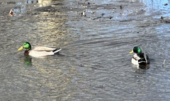 Anas platyrhynchos