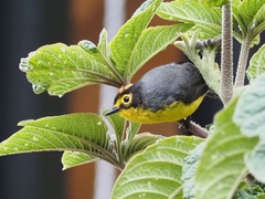 Myioborus melanocephalus