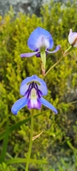 Disa graminifolia