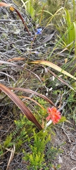 Disa ferruginea
