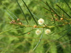 Acacia ptychoclada